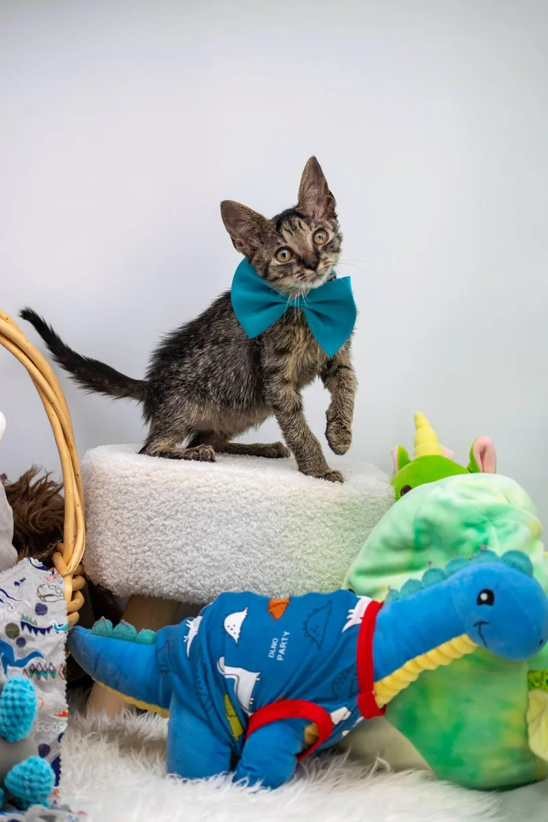 A baby small-sized male Tabby (Brown / Chocolate) Domestic Short Hair cat named Tyrannosaurus Rex for adoption in Sevierville, TN