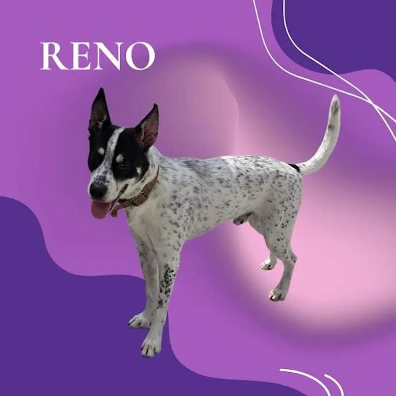 Reno