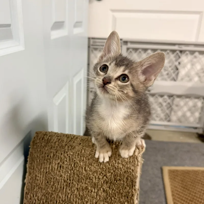 A baby small-sized female Domestic Short Hair cat named Cameo for adoption in Chicago, IL