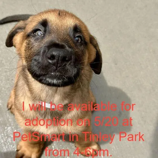A baby small-sized male Sable Mixed Breed dog named Rocket for adoption in Matteson, IL