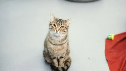 An adult small-sized female Domestic Short Hair cat named Lilo for adoption in West Chester, PA