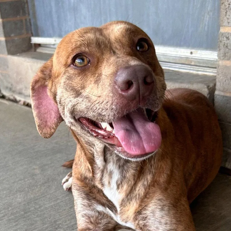 A young medium-sized female Plott Hound dog named Normadeen for adoption in Bloomfield, CT