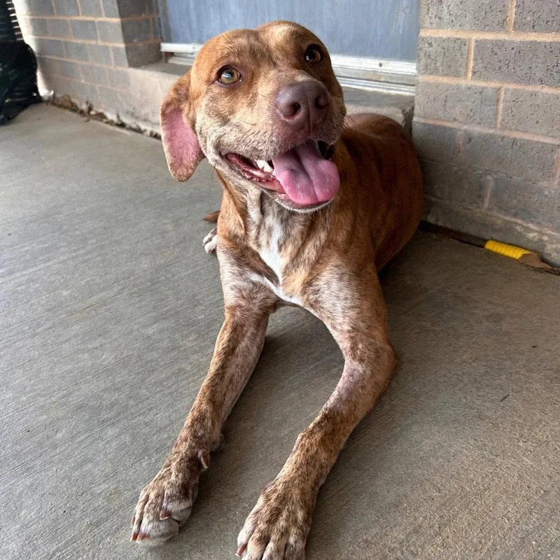 Normadeen thumbnail 2