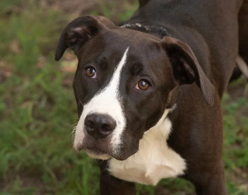A baby medium-sized male Terrier dog named Hudson for adoption in Southaven, MS