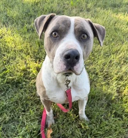 An adult large-sized male Yellow / Tan / Blond / Fawn Pit Bull Terrier dog named Matrix for adoption in Kansas City, MO