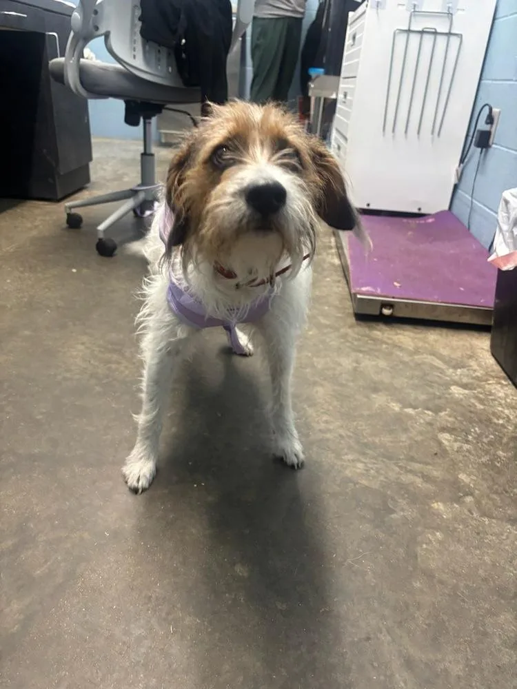 A young medium-sized female Tricolor (Brown, Black, & White) Jack Russell Terrier dog named Mazey for adoption in Evansville, IN