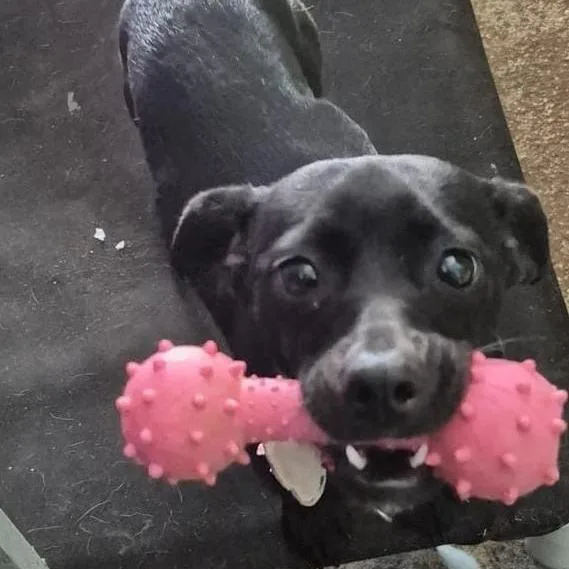 An adult small-sized female Black Mixed Breed dog named Nala for adoption in Englewood, FL