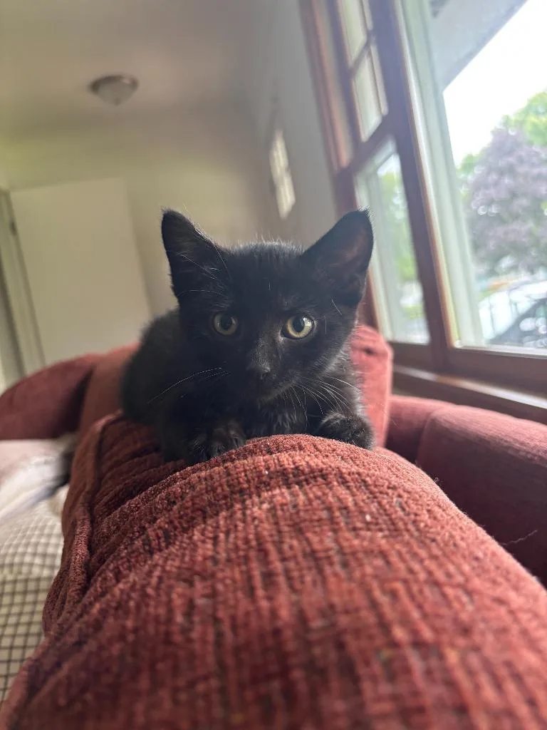 A baby medium-sized male Domestic Short Hair cat named Noah Ark for adoption in Minneapolis, MN