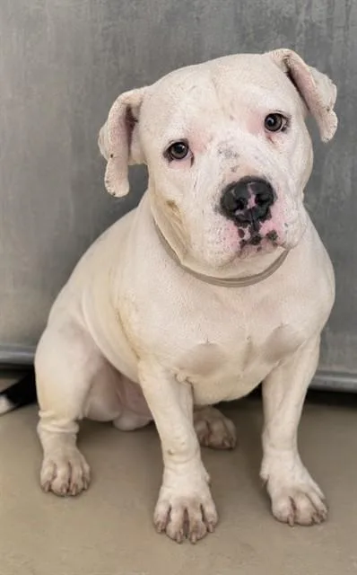 A young medium-sized female Pit Bull Terrier dog named Apricot for adoption in Lancaster, CA