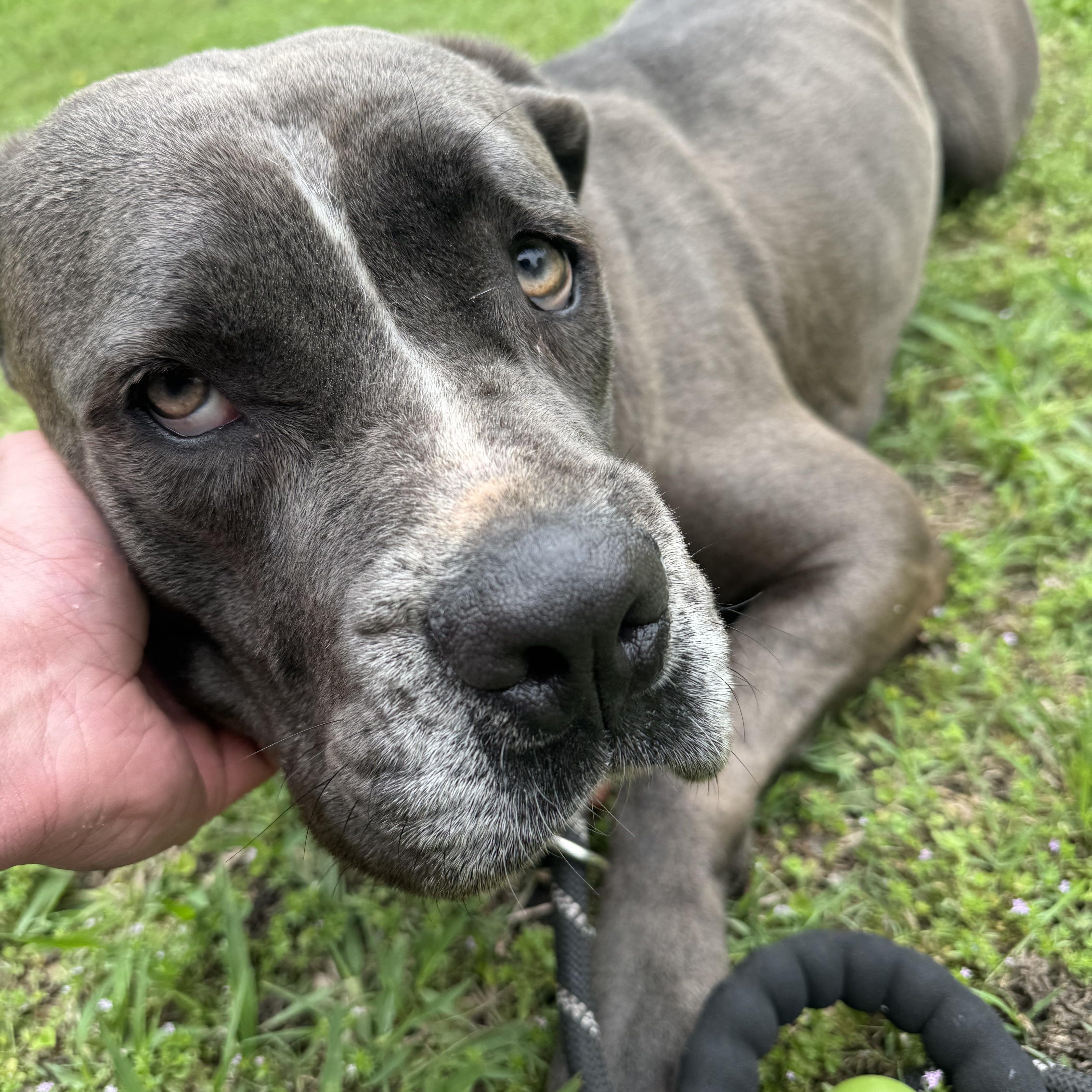 A young extra large-sized female Gray / Blue / Silver Cane Corso dog named Magoo for adoption in Sherman, TX