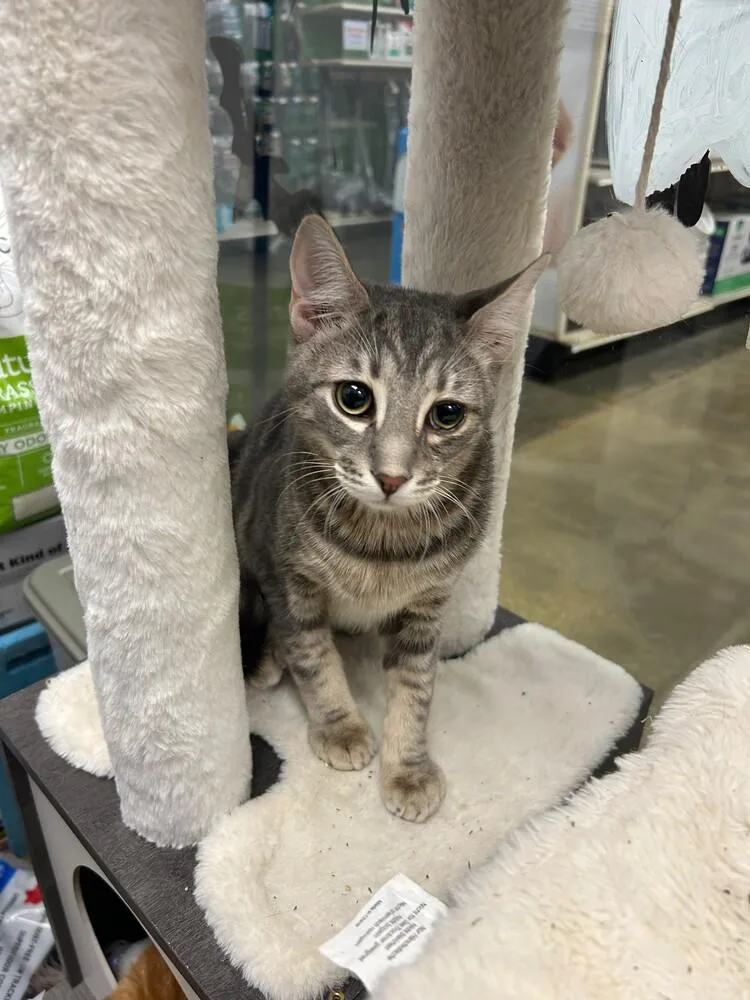 A young medium-sized male Gray / Blue / Silver Domestic Short Hair cat named Curly for adoption in Pittstown, NJ