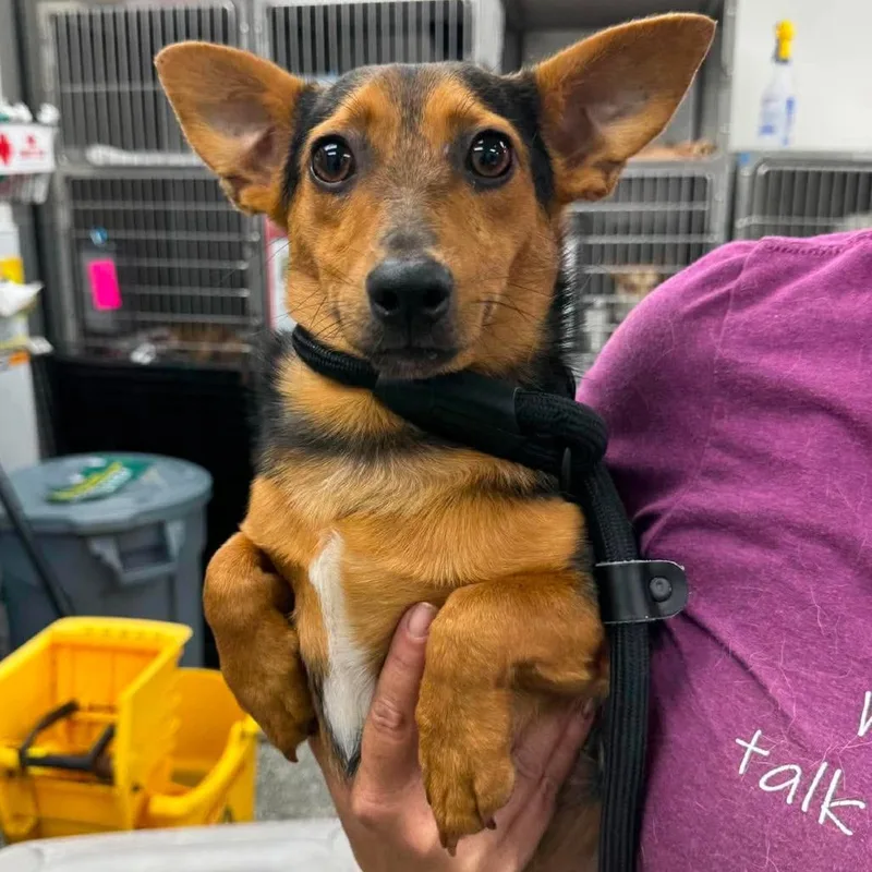A young small-sized female Brown / Chocolate Mixed Breed dog named Moss for adoption in Fredericksburg, VA