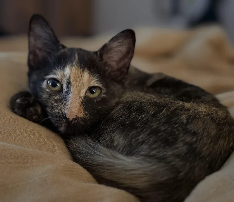 A young large-sized female Tortoiseshell cat named LuLu for adoption in Allen, TX