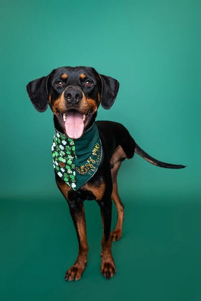 Sundance Kid thumbnail 3