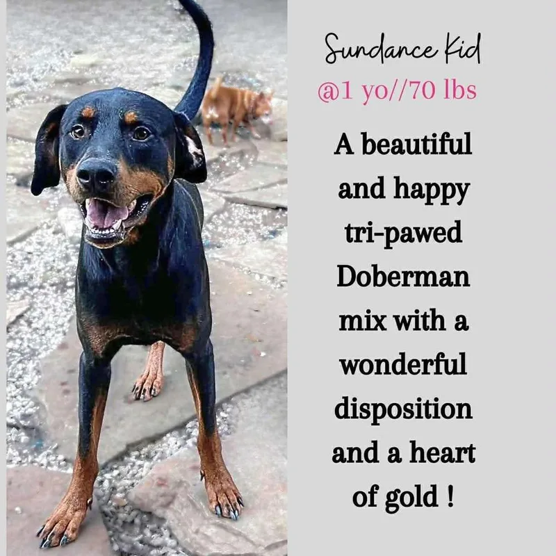 Sundance Kid thumbnail 6