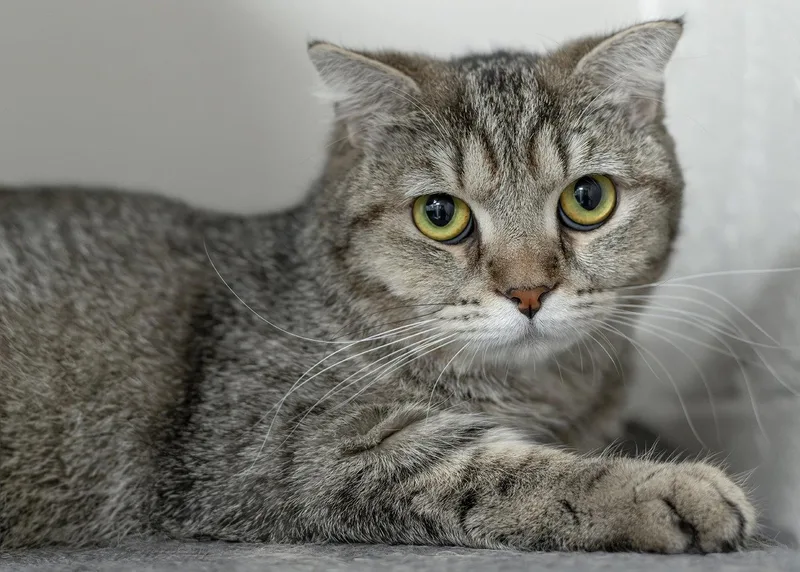 A young medium-sized female Scottish Fold cat named Honna for adoption in Buford, GA