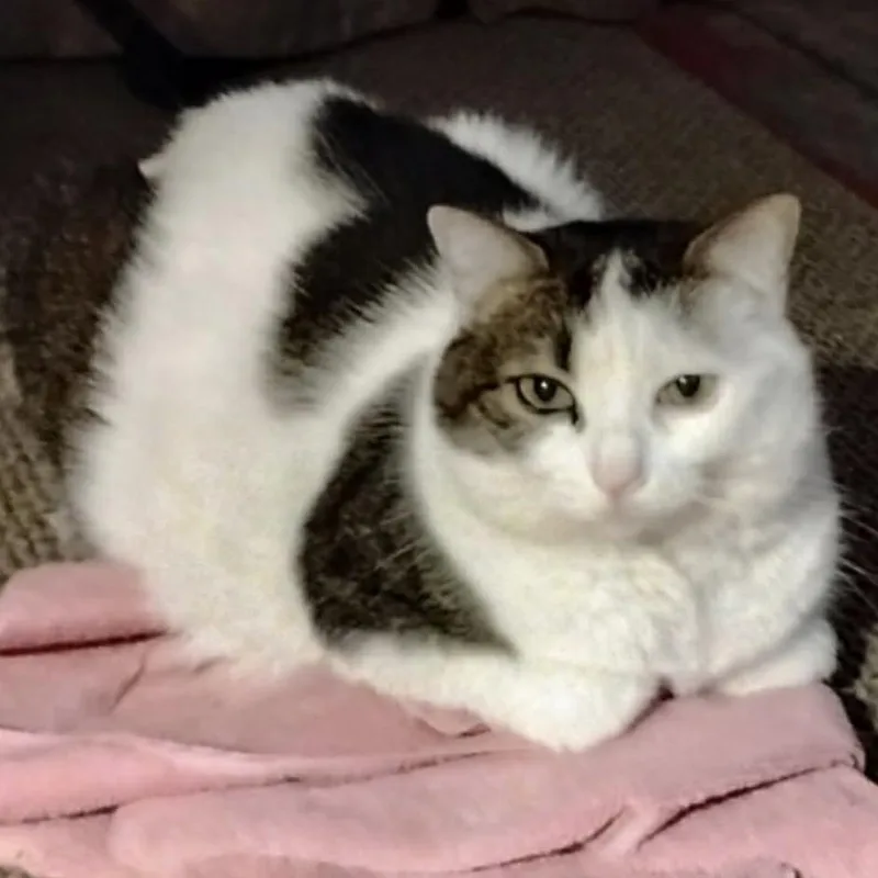 An adult small-sized male White Domestic Short Hair cat named Neil Young for adoption in Manheim, PA