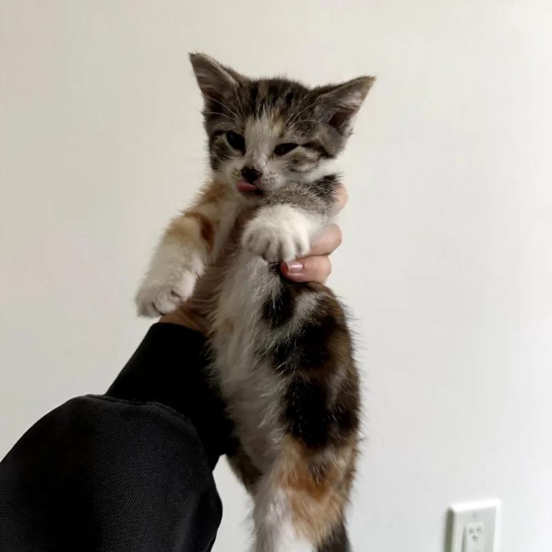 A baby small-sized female Calico Domestic Short Hair cat named Rye for adoption in Long Beach, CA