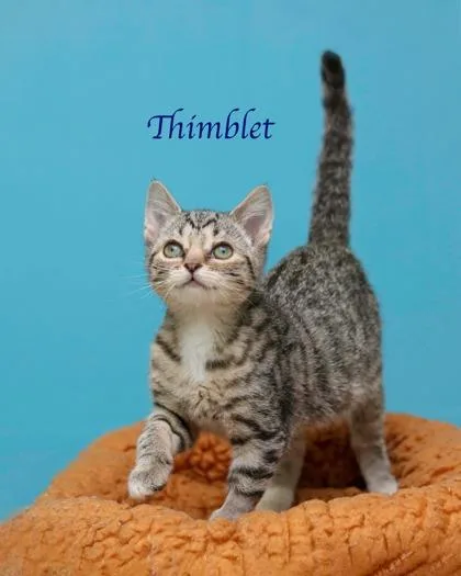 A baby small-sized female Domestic Short Hair cat named Thimble for adoption in Parma, OH