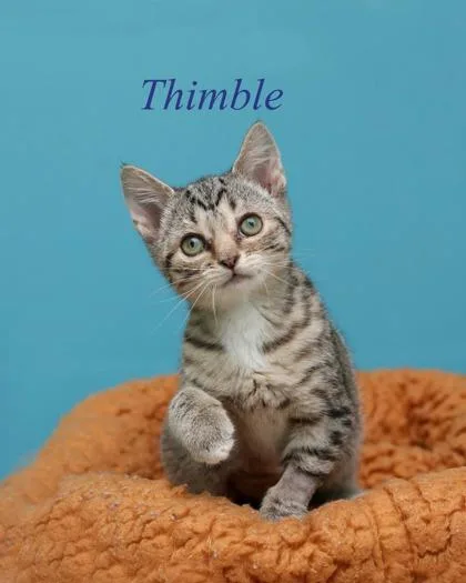 Thimble thumbnail 2