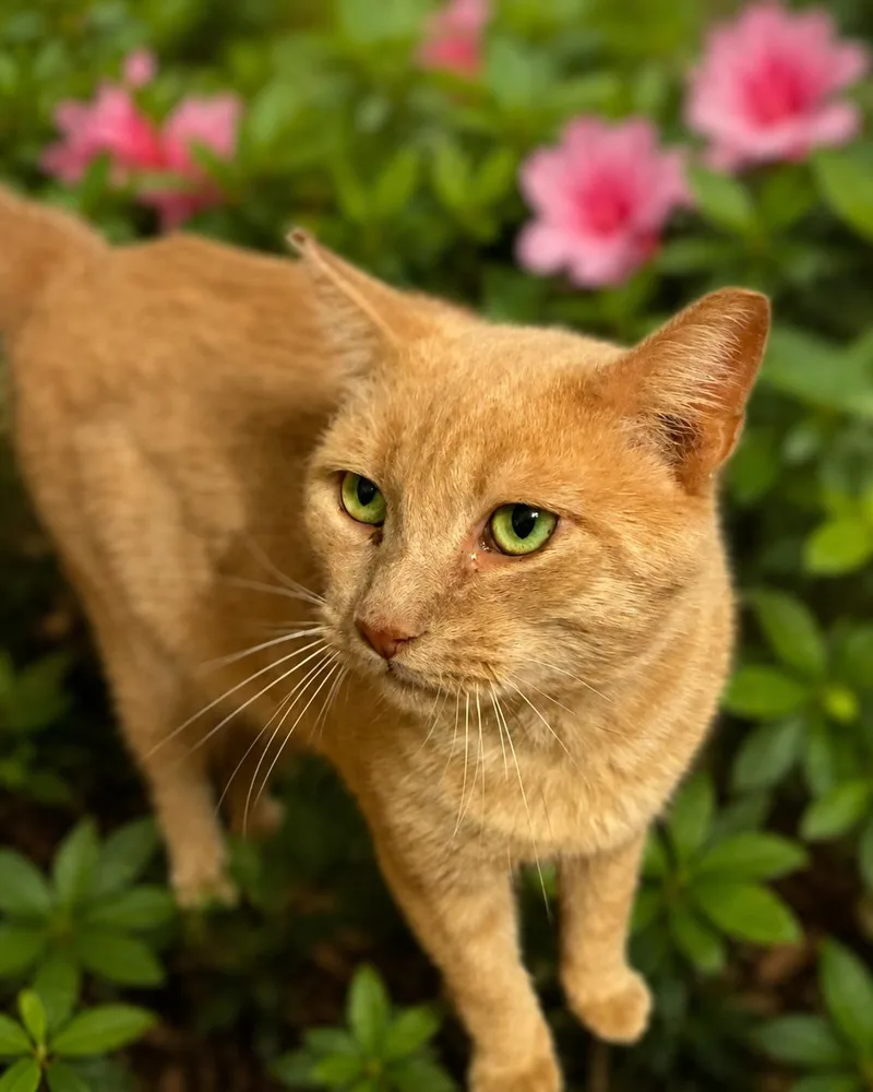 A young medium-sized male Buff & White Domestic Short Hair cat named Heathcliff for adoption in Charlotte, NC