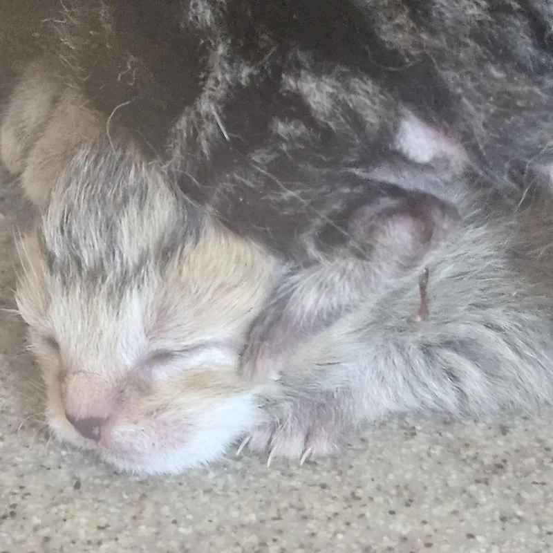 A baby small-sized female Brown / Chocolate Domestic Short Hair cat named 71010 for adoption in Harrisonburg, VA