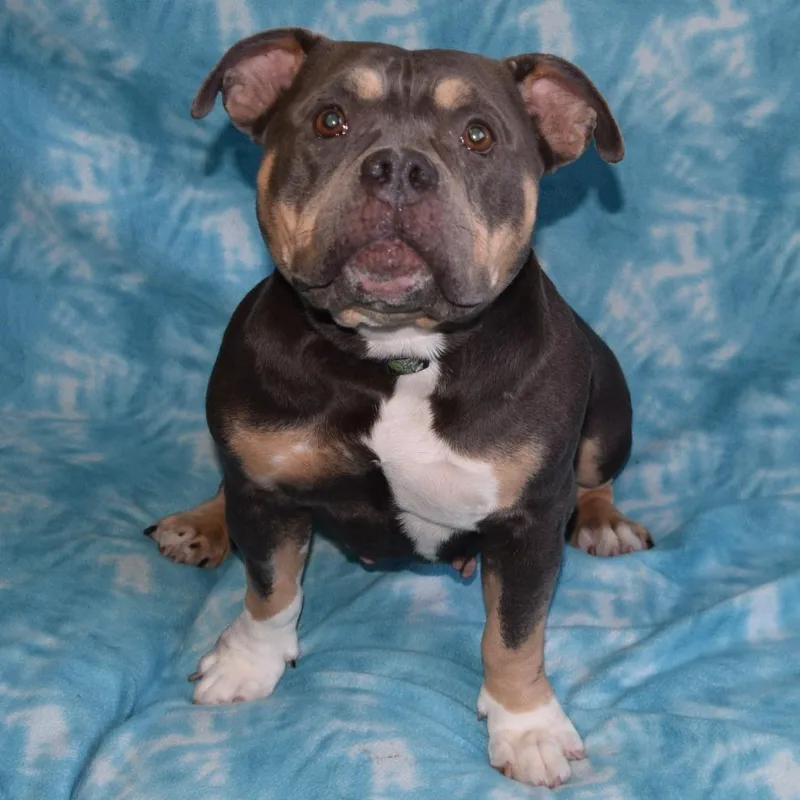 An adult medium-sized female Gray / Blue / Silver English Bulldog dog named Barbie for adoption in Eureka, CA