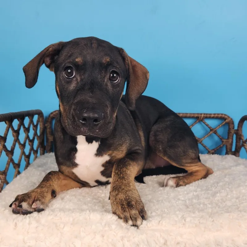 A baby medium-sized female Black Mixed Breed dog named Tiger Shark for adoption in Fort Wayne, IN