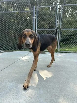 An adult medium-sized female Hound dog named Margarita for adoption in King William, VA