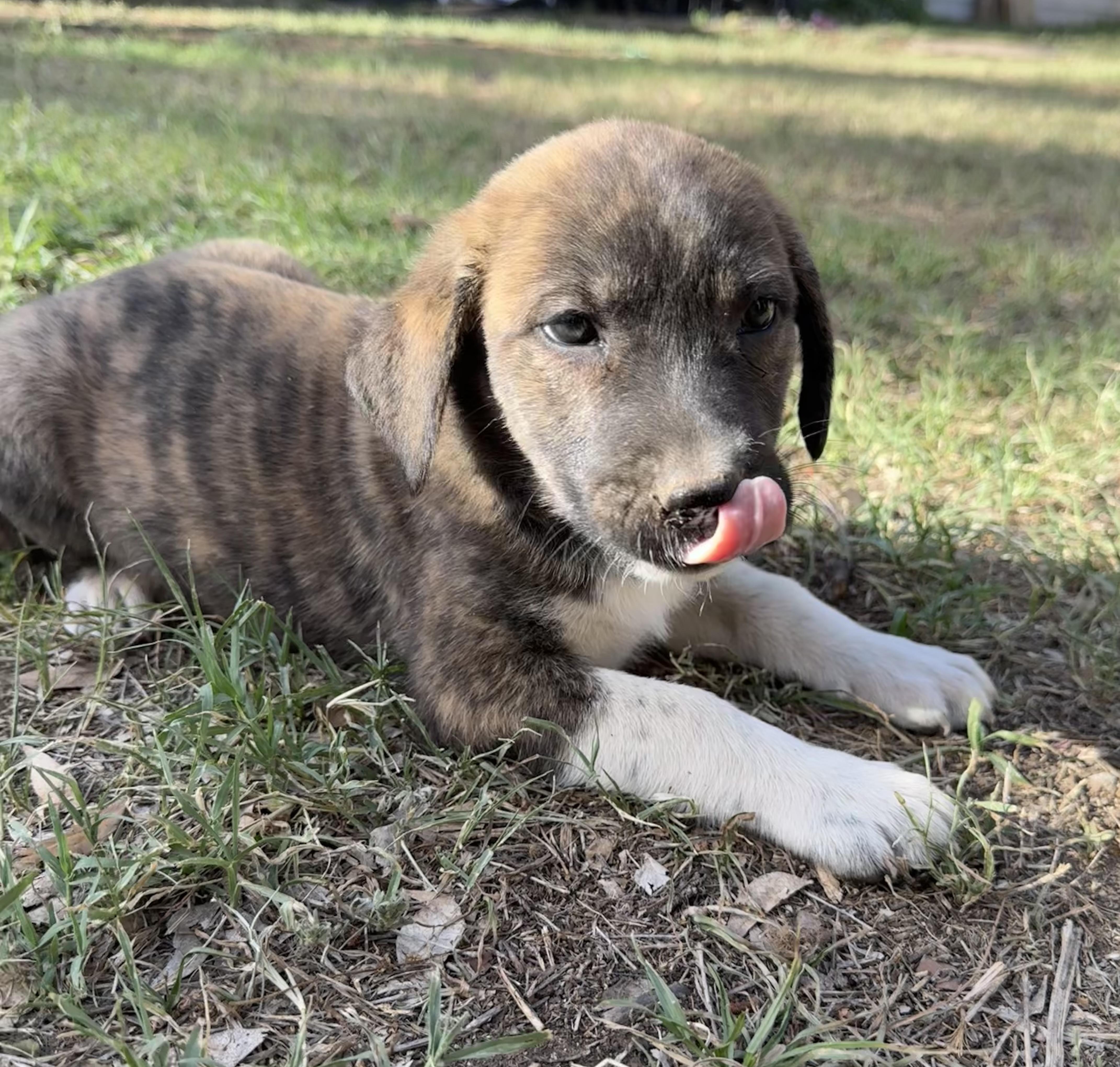 A baby medium-sized male Brindle Pit Bull Terrier dog named Boots for adoption in Rochester, TX