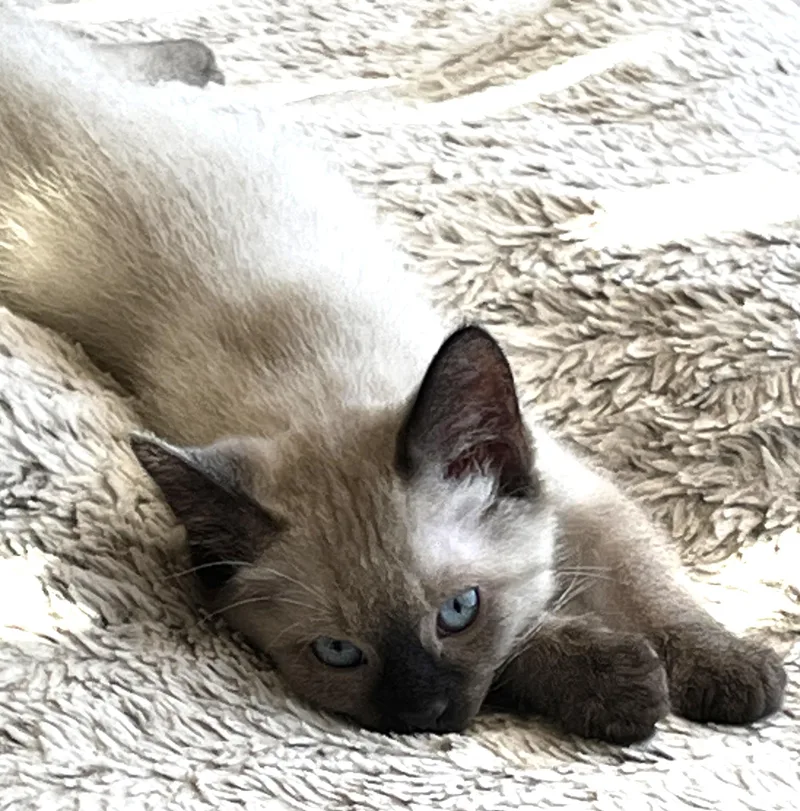 Jinx