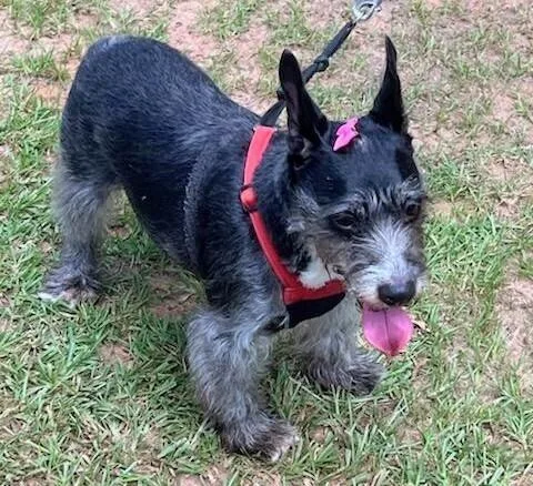 An adult small-sized female Tricolor (Brown, Black, & White) Schnauzer dog named Bella Rose for adoption in Barnesville, GA