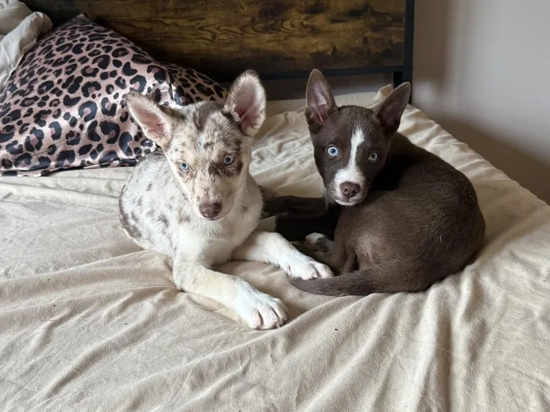 A baby medium-sized female Merle (Blue) Husky dog named Capri for adoption in Cheektowaga, NY
