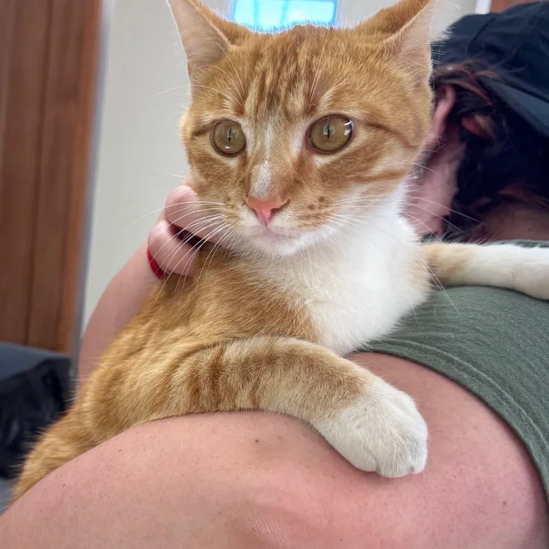 An adult large-sized male Orange / Red Domestic Short Hair cat named Odie for adoption in Columbiana, AL