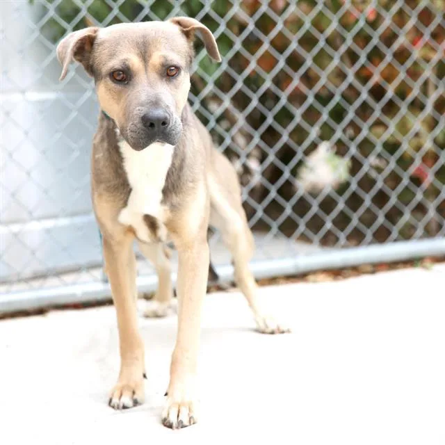 A young medium-sized male Labrador Retriever dog named Nitro for adoption in Albuquerque, NM