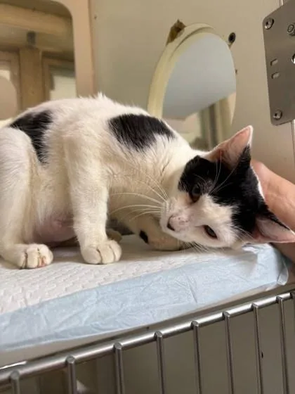 A young medium-sized female White Domestic Short Hair cat named Lizzy for adoption in Kansas City, MO