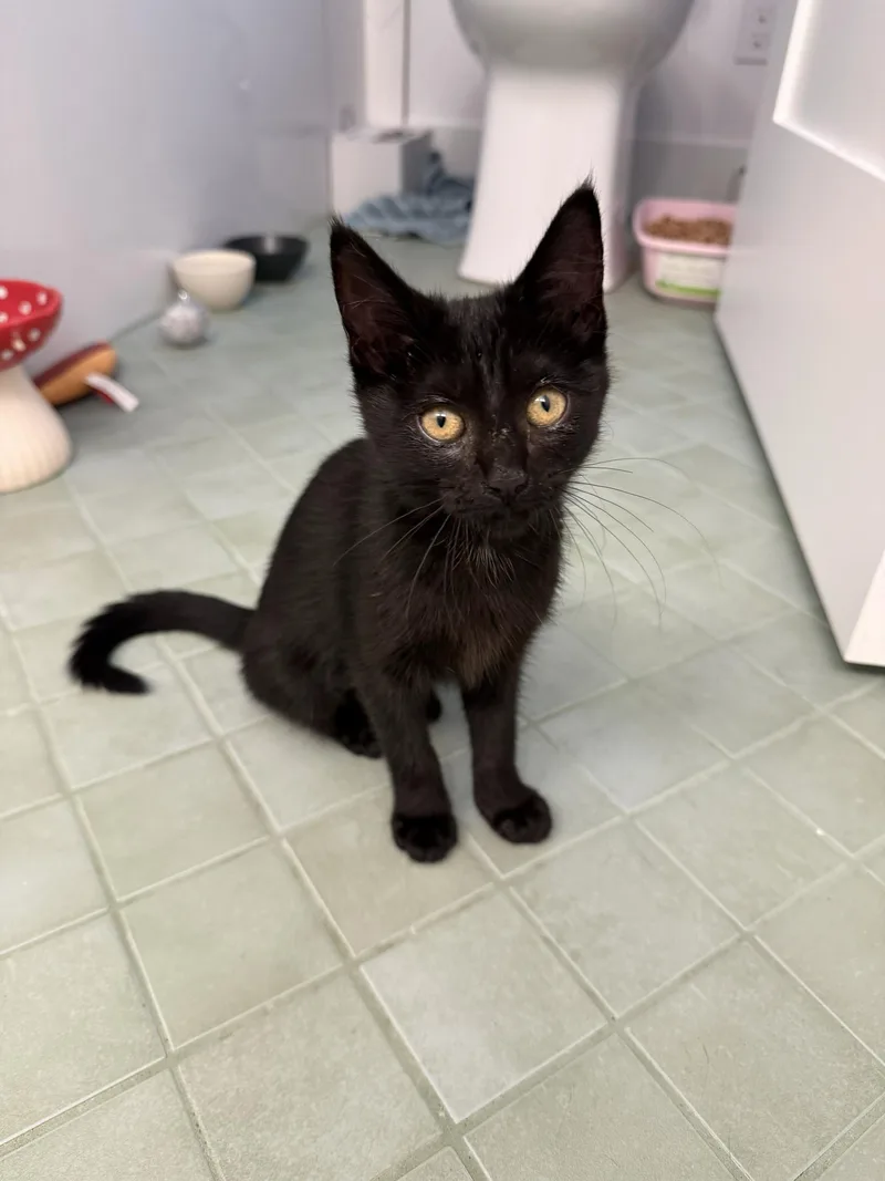 A baby medium-sized female Black Domestic Short Hair cat named Truffle for adoption in Seattle, WA