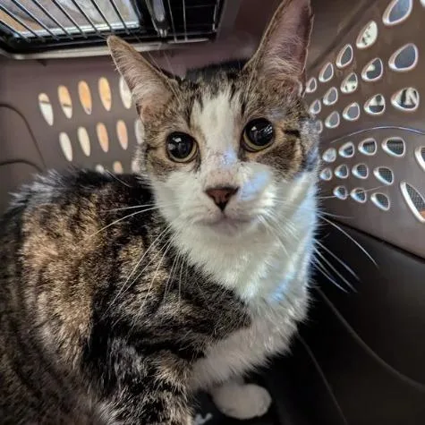 A senior medium-sized male White Domestic Short Hair cat named Tyrion for adoption in Lynchburg, VA
