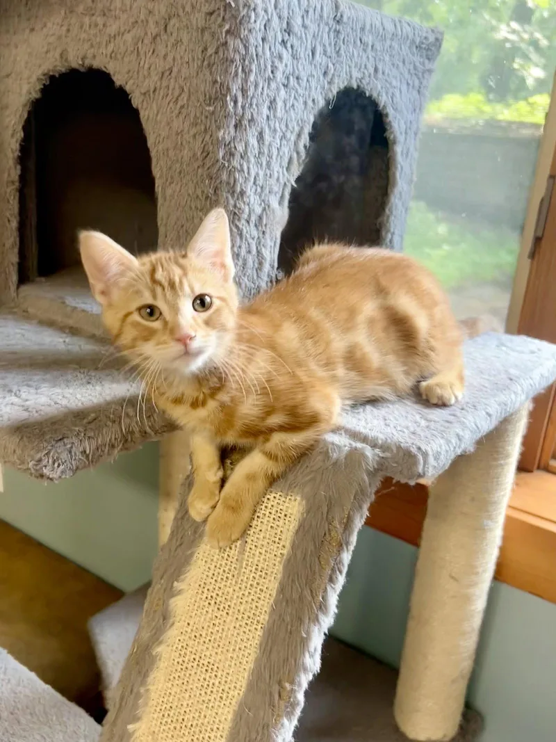 A baby small-sized male Orange / Red Domestic Short Hair cat named Jeffers for adoption in Forest Lake, MN