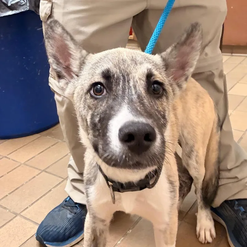 A young small-sized male Brindle Terrier dog named Tucker for adoption in Birmingham, AL