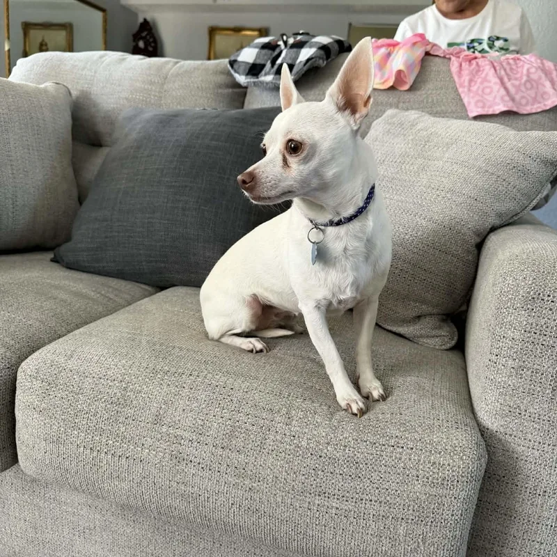 A young small-sized female White / Cream Chihuahua dog named Princess for adoption in Kaufman, TX