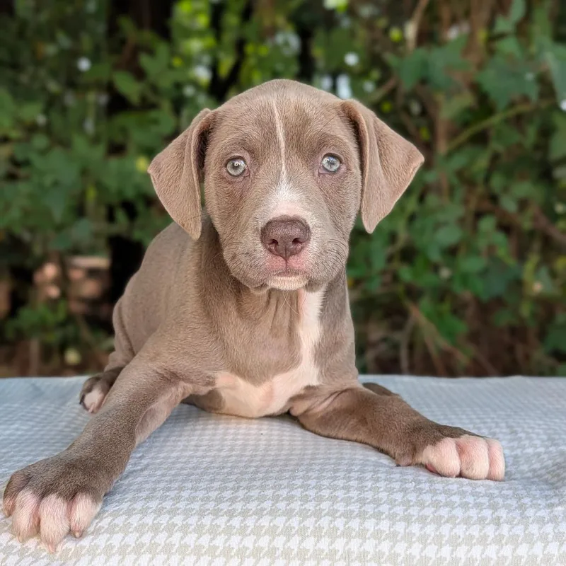 A baby small-sized male Brown / Chocolate Pit Bull Terrier dog named Oakley for adoption in Covington, GA