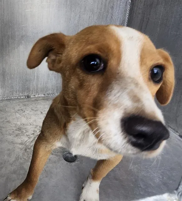 A young small-sized female Terrier dog named Bonnet for adoption in San Antonio, TX
