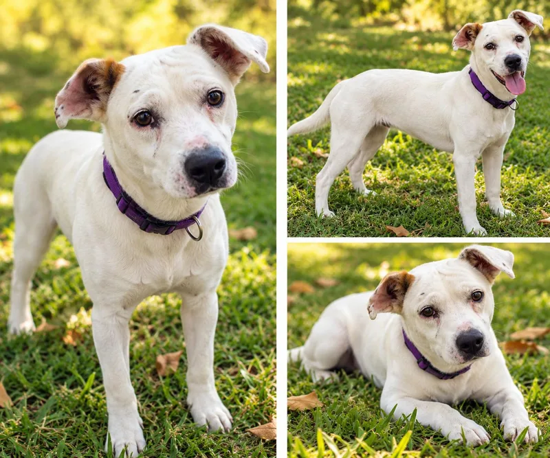 A young medium-sized female White / Cream Jack Russell Terrier dog named Royalty for adoption in Kiln, MS
