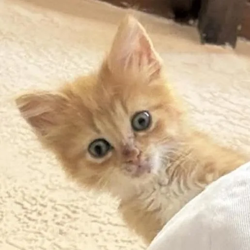 A baby small-sized male Orange / Red Domestic Short Hair cat named Butternut for adoption in Las Cruces, NM