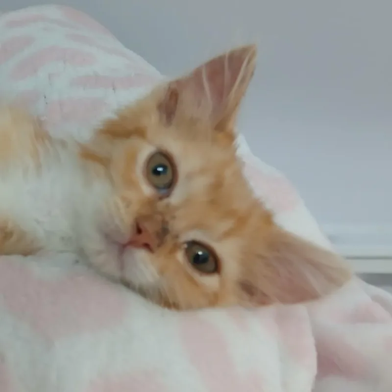 Butternut thumbnail 3