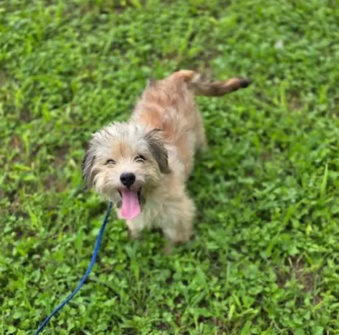A baby small-sized female Yellow / Tan / Blond / Fawn Shih Tzu dog named Missy for adoption in Hamden, CT