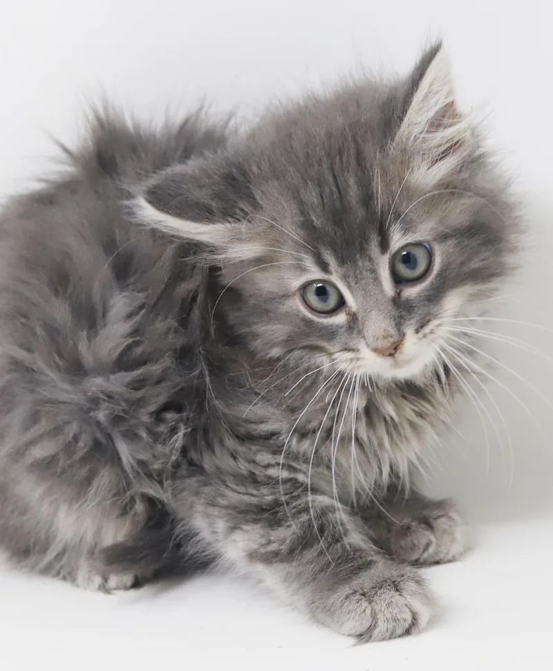 A baby small-sized male Tabby (Gray / Blue / Silver) Maine Coon cat named Briggs is a baby for adoption in Bedford Hills, NY