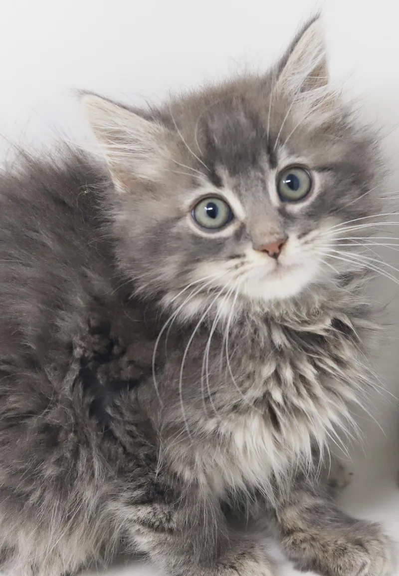 Briggs is a baby thumbnail 2