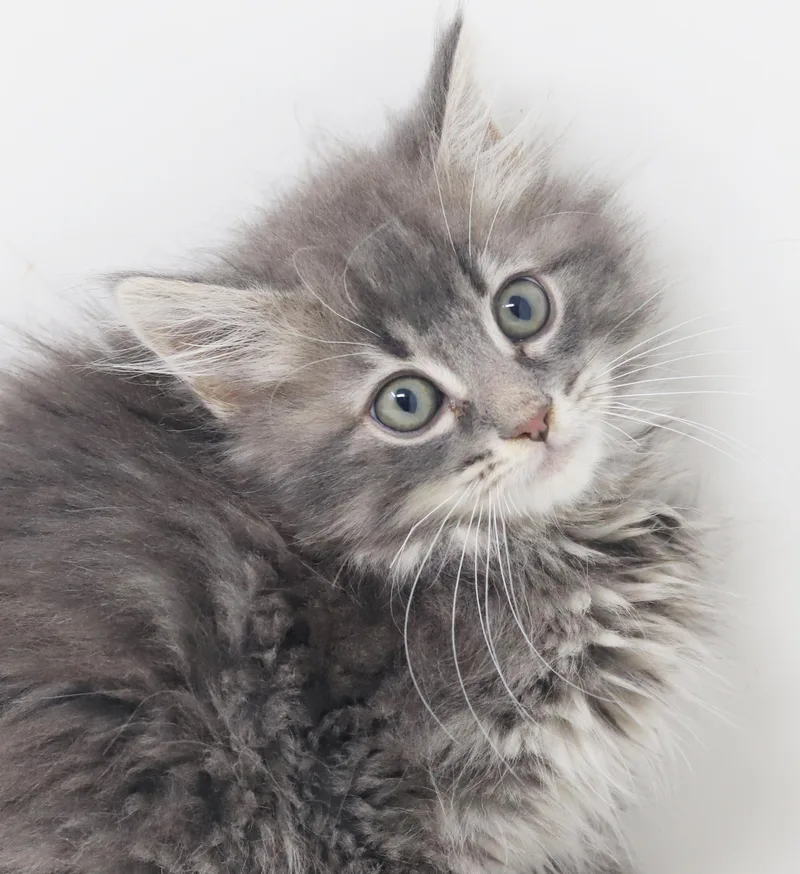 Briggs is a baby thumbnail 3
